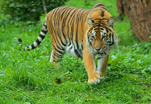 我最喜欢的动物-老虎